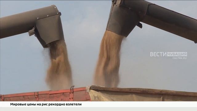 В зернохранилища Чувашии загружают новый урожай пшен?