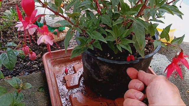 купили фуксии,  что нужно  сделать  первым делом #фукси?