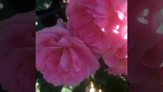 You're Beautiful (Ю Ар Бьютифул). Gareth Fryer Великобритания, 2007