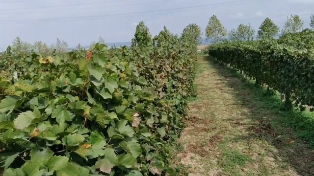 Винодельня Владимирская усадьба. Визит 29.09.2020 смотреть онлайн