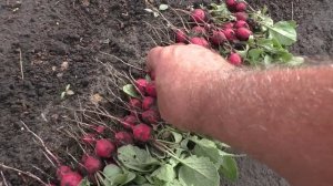 Урожай весенней редиски