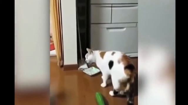 Коты боятся огурцов, прикол