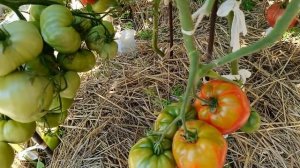 Томат Воловье сердце