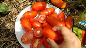 обзор 🍅 томатов ,,перчик,, и ,,сибирский гроздевой,,