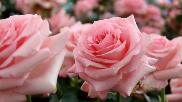 С Днем Рождения Сердечные пожелания Музыкальная откр?