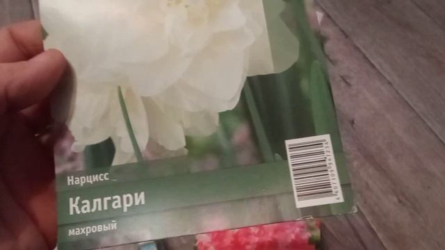 ТЮЛЬПАНЫ 🌷из Цветок шоп😃мой заказ, сорта-СУПЕР, и не