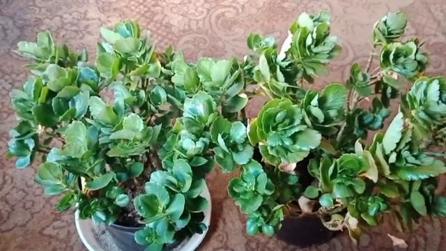 КАК ЗАСТАВИТЬ КАЛАНХОЭ ЦВЕСТИ В ДОМАШНИХ УСЛОВИЯХ..