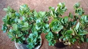 КАК ЗАСТАВИТЬ КАЛАНХОЭ ЦВЕСТИ В ДОМАШНИХ УСЛОВИЯХ..