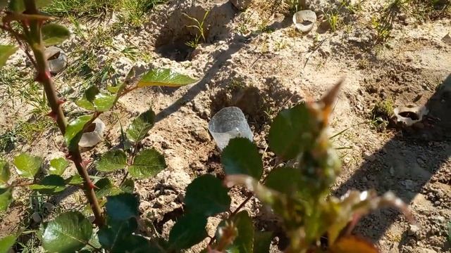 Розы-первые бутоны цветов появились сегодня! смотреть онлайн