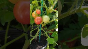 томат Звёзды Столицы