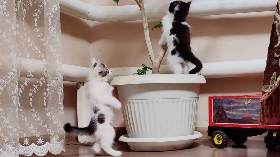 Забавные котята и комнатные растения. смотреть онлайн