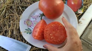 обзор 🍅томатов ,,Алсу,, и Батяня,,🍅