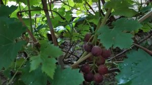 Виноград. Новые формы винограда Гламур и Дубмин . Калу?