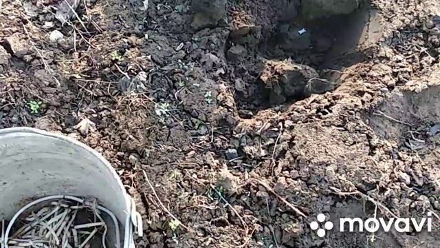 Раз картошка два картошка...