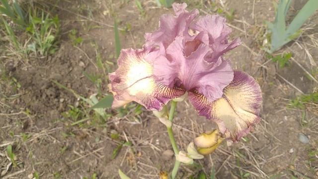 прогулка по ирисовому полю! Ставрополь 20 мая 2024 года! н смотреть онлайн