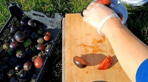 Томат ЧЕРНАЯ КРАСАВИЦА