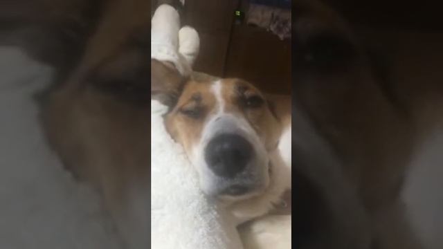 Собака засыпает смотреть онлайн
