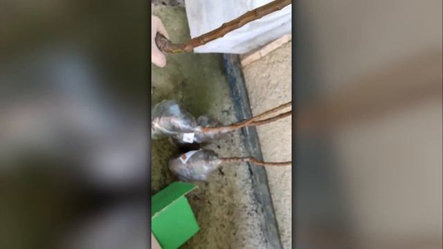 ВІДЕОВІДГУК АГРОМАРКЕТ (ОТЗЫВ) | Саджанці мигдалю, жим?