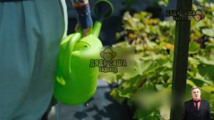 Как вырастить виноград из косточки: Легкий способ!