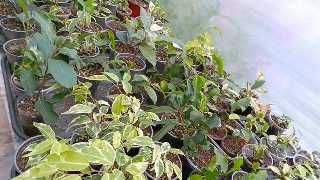 Поливаю фикусы.