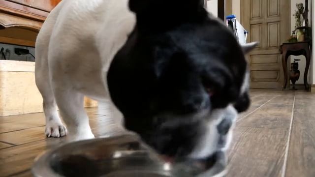 Смешной французский бульдог пьет воду:) смотреть онлайн