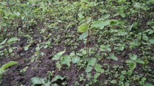 Поговорим о размножении ирги отводками