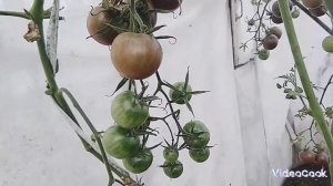 Обзор урожайного томата черри «Черный шоколад» в моей ?