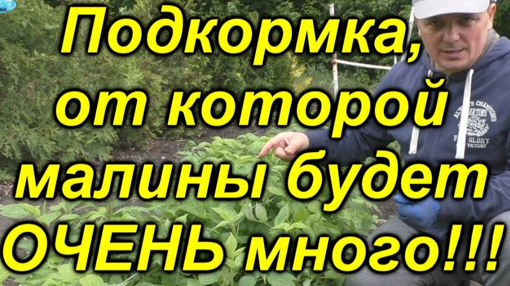 💎 Фирменный рецепт подкормки малины – шикарный урожай гарантирован! 🍇✨