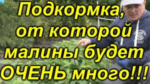 💎 Фирменный рецепт подкормки малины – шикарный урожай гарантирован! 🍇✨