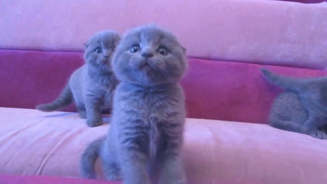 Шотландские вислоухие котята проколы с котами 2019 - смешные коты и кошки смотреть онлайн