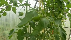 Томат Киви. Вот это фрукт!