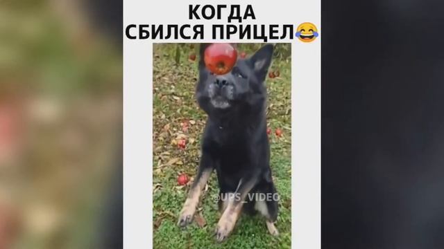 5 МИНУТ ПРИКОЛЬНОГО НАСТРОЕНИЯ (Подборка приколов 2020) смотреть онлайн