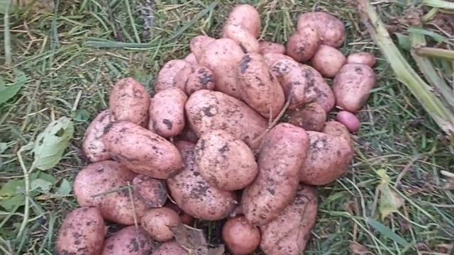 КАРТОФЕЛЯ СОРТ САРПО МИРА // ВАЦАП ДЛЯ ЗАКАЗА КАТАЛОГА