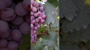 Виноград кишмиш Тимко тел 8771-614-62-73 ватцап