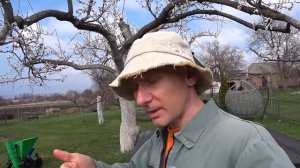 Как правильно обработать абрикосы и персики после цве