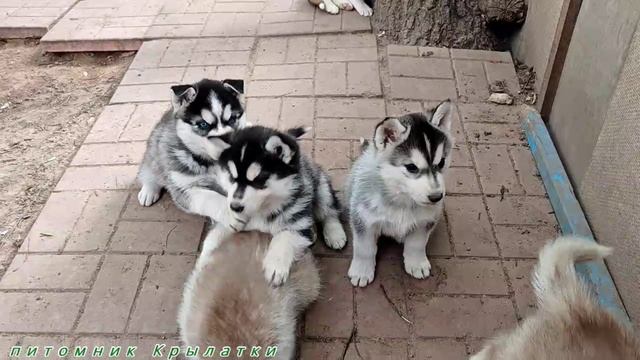 Предлагаем щенков сибирского хаски, девочек и мальчиков, родились 7 апреля 2025 года