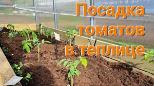 Посадка томатов в теплице 🍅