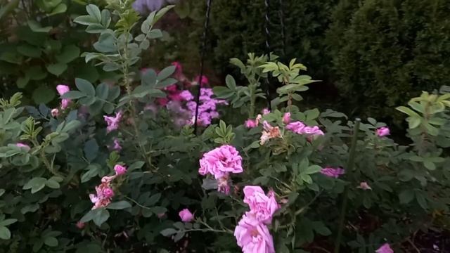 Расцветают первые розы. Вайлдив, Вильям Моррис, канадс