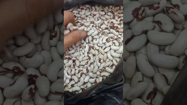 Жучки в фасоли, фасолевая зерновка