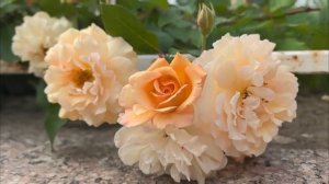 Роза Buff Beauty (Бафф Бьюти). Мускусный гибрид . 31 августа 202