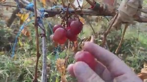 Гламур виноград - новинка селекции Калугина Виктора.