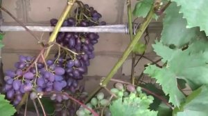 Кишмиш Запорожский