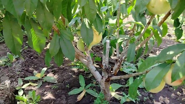 плодоношения персика 🍑 выращенного из косточек