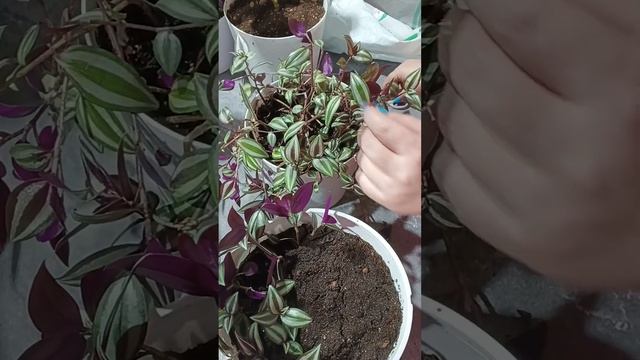 Порезала ✂️ всю свою традесканцию. Весеннее омоложен