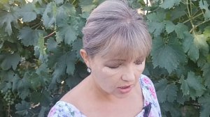 Желтые пятна на листьях винограда  Я не знала что это м
