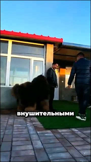 топ 3 самых больших собак смотреть онлайн