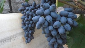 Виноград Атос