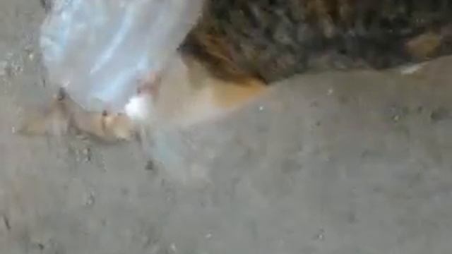 Прикол мышка смотреть онлайн