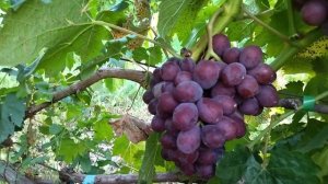 Гф Семушка ранний виноград с мускатом селекции Калуги