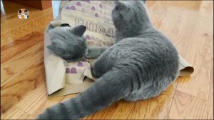 33 КОТЁНКА- СМЕШНОЕ ВИДЕО С КОТИКАМИ